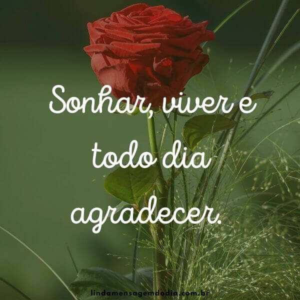 frases de gratidão a vida