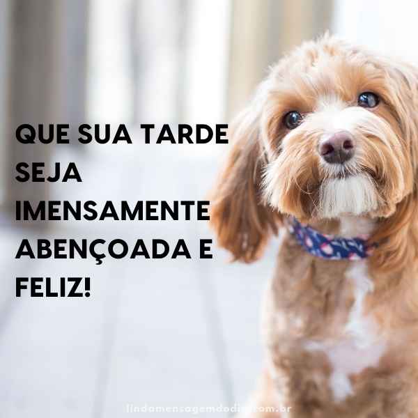 Mensagens de boa tarde